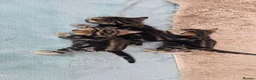 Bengal cats for sale: Beautiful Purebred Bengal Kittens - Advert 12