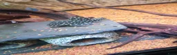 Cichlids fish for sale: plecos, electric blu Dempsey, emp snakehead,Oscars - Advert 13