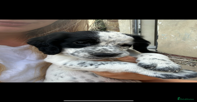 Cocker Spaniel dogs - Advert 12