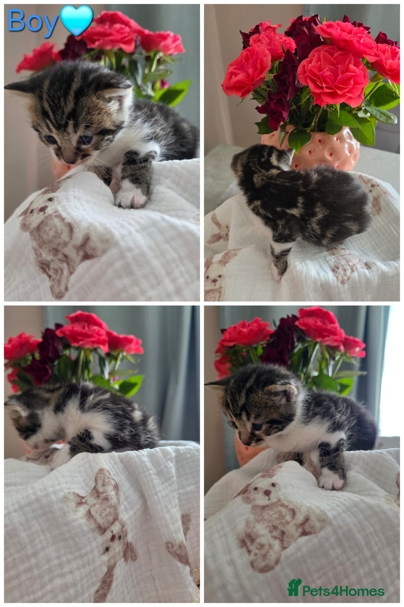 Mixed Breed cats Your New Best Friend is Waiting🐈‍⬛ - Advert 2