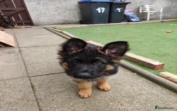 German Shepherd dogs for sale: GSD German shepherd puppies for sale  - Image 1