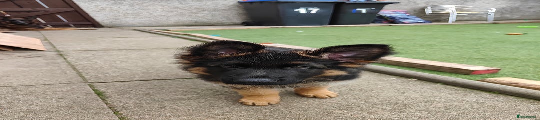 German Shepherd Puppy 4