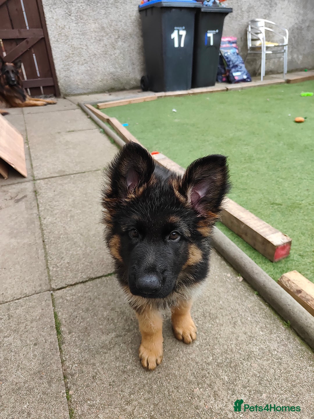 German Shepherd dogs for sale: GSD German shepherd puppies for sale  - Image 1