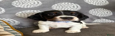 Cocker Spaniel 1