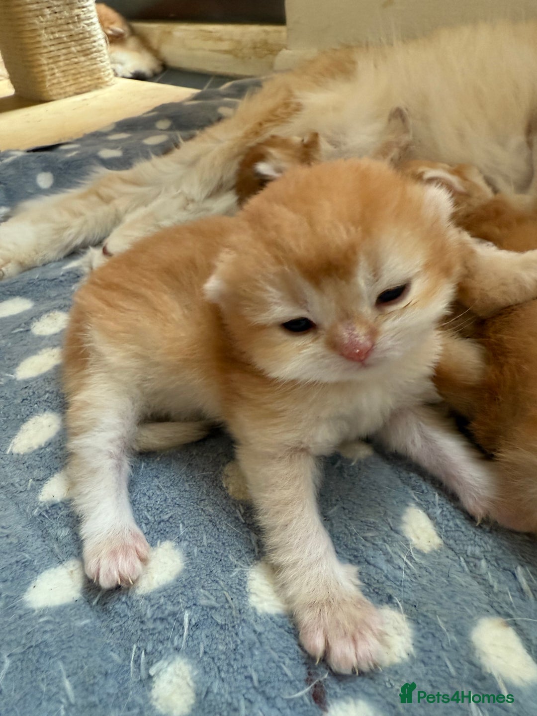 British Shorthair cats for sale: GCCFreg BSH & BLH Chocolate & Black Golden Kittens - Image 6