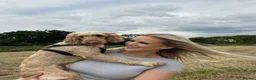 Cockapoo dogs for sale: Beautiful pups 🐶  - Advert 26