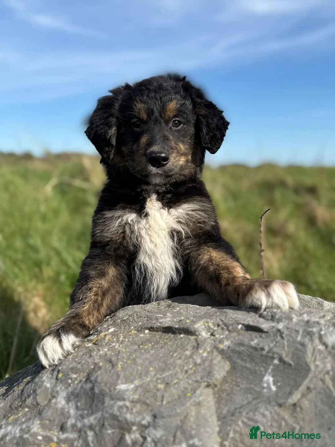 Golden Retriever dogs for sale: Fully Trained Golden Retriever x Border Collies - Advert 1