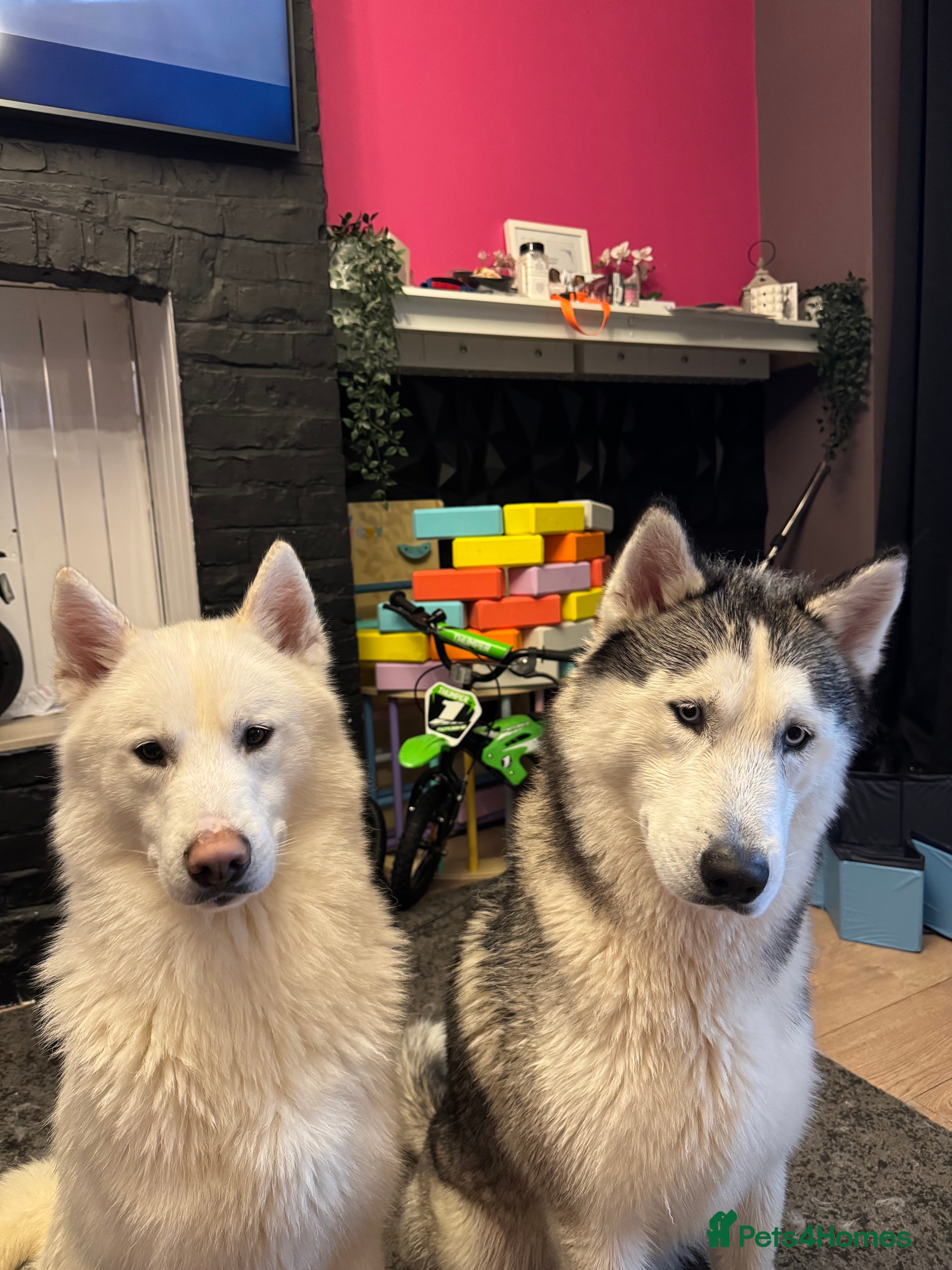 Siberian Husky dogs Two beautiful huskys ( brothers ) - Advert 1