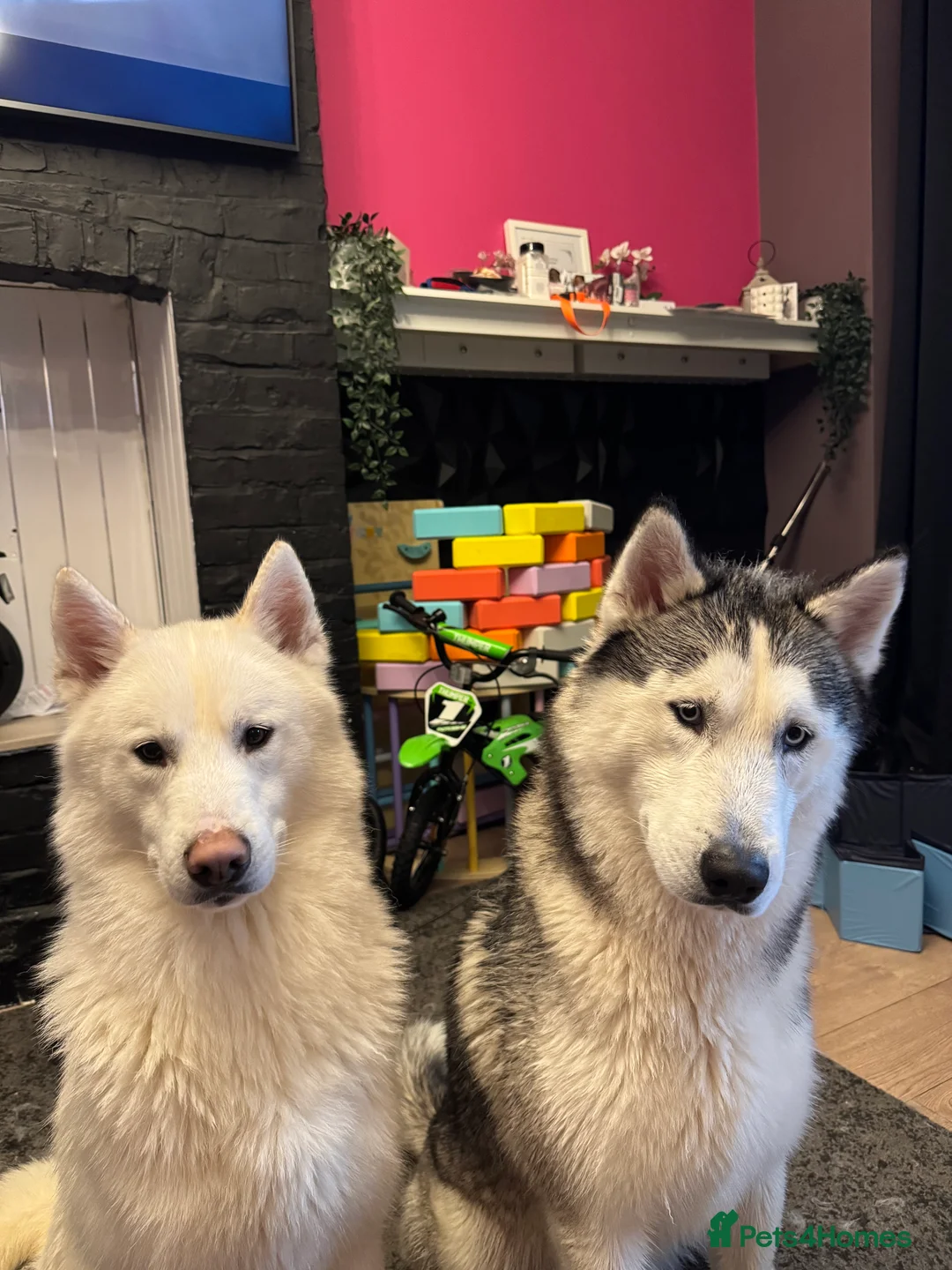 Siberian Husky dogs for sale: Two beautiful huskys ( brothers ) - Advert 1