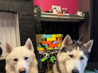 Siberian Husky dogs Two beautiful huskys ( brothers ) - Advert 1