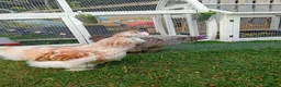 Chickens poultry for sale: 3 beautiful female silkies  - Advert 30