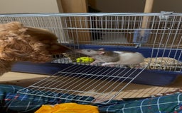 Rat rodents for sale: Pumpkin  - Image 1