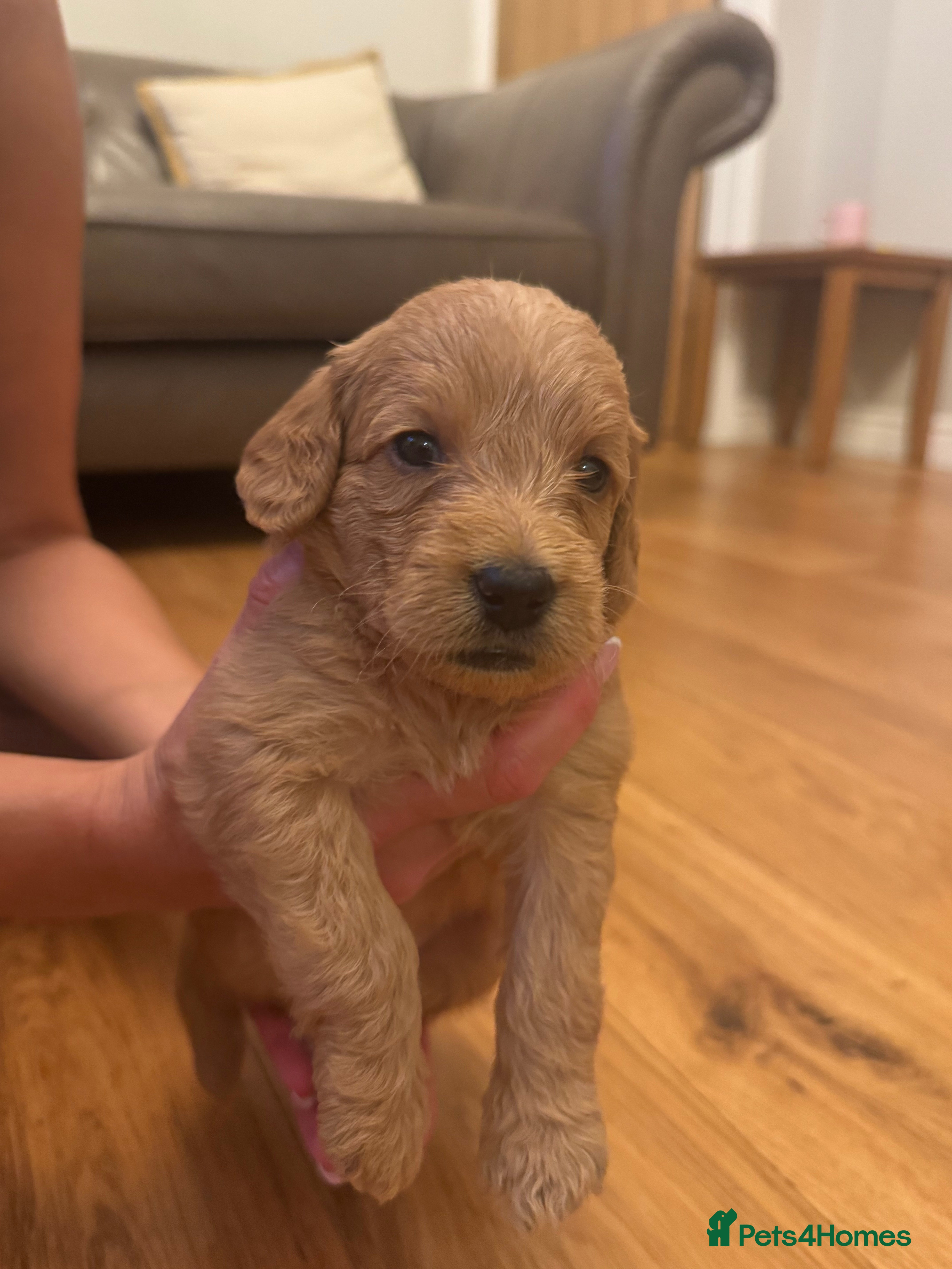 Labradoodle dogs ❤️ Beautiful Red F1b Labradoodle Puppies ❤️ - Advert 2