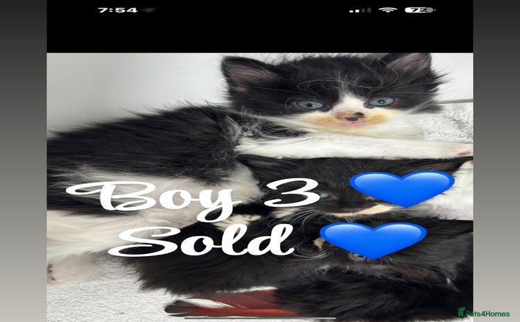 Ragdoll cats - Advert 2