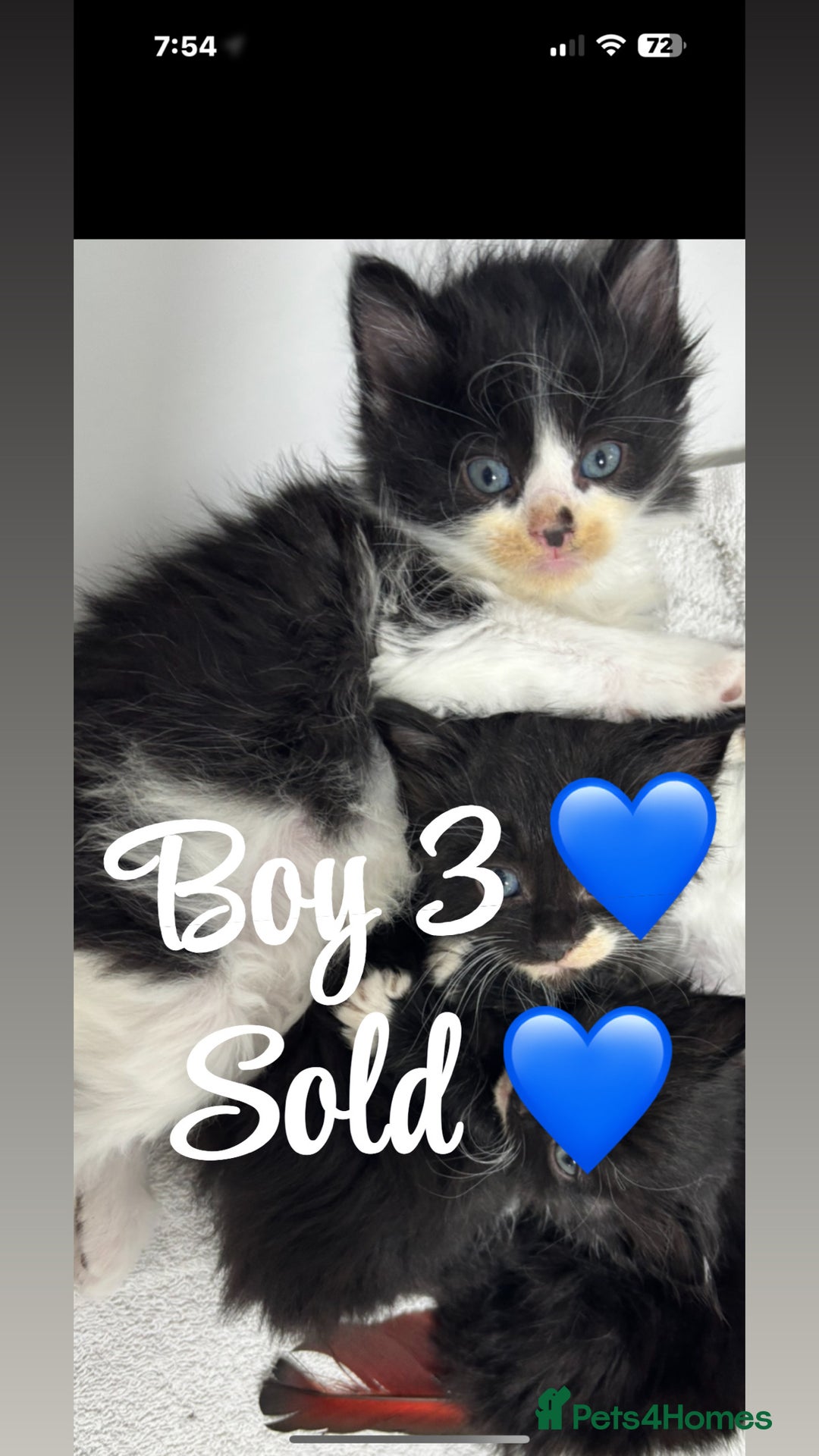 Ragdoll cats for sale: Beautiful ragdoll looking for ther forever home  - Image 1