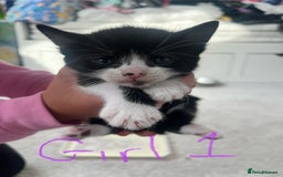 Mixed Breed cats for sale: 7 Beautiful black and white kittens  - Image 5