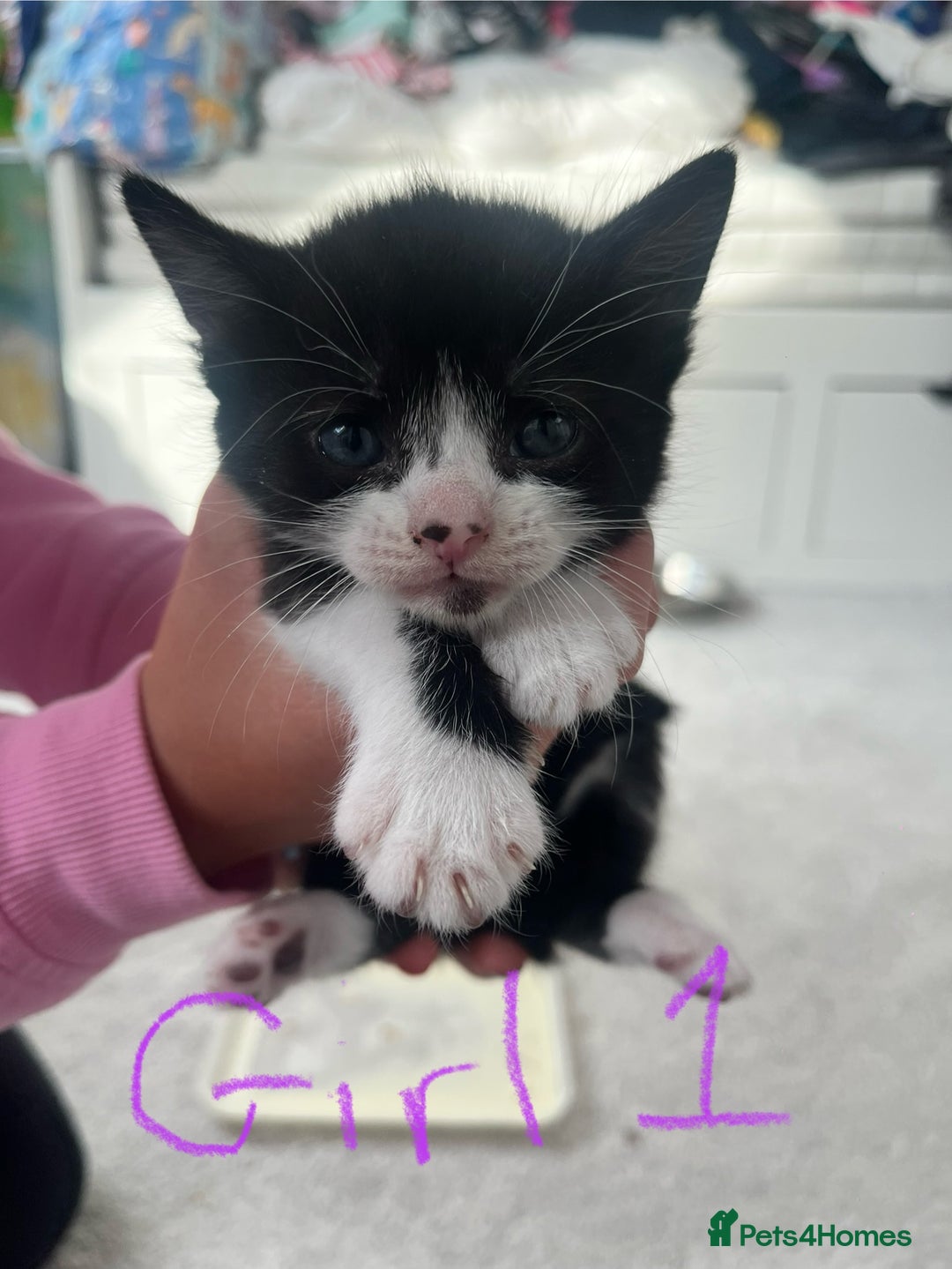 Mixed Breed cats for sale: 7 Beautiful black and white kittens  - Image 5