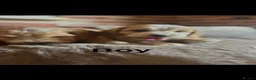 Cockapoo dogs for sale: Beautiful show cockerpoo puppies  - Advert 23
