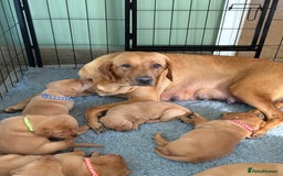 Labrador Retriever dogs for sale: Fox Red Labrador puppies Fully KC registered  - Image 2