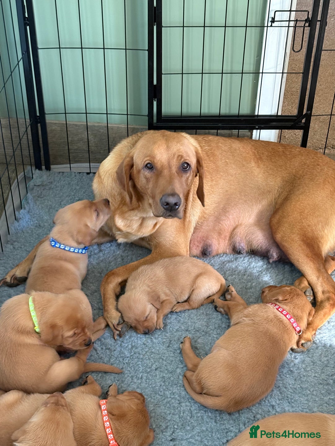 Labrador Retriever dogs for sale: Fox Red Labrador puppies Fully KC registered  - Image 2