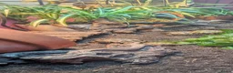 Tortoise reptiles for sale: Baby horsfield tortoises + setups  - Advert 4