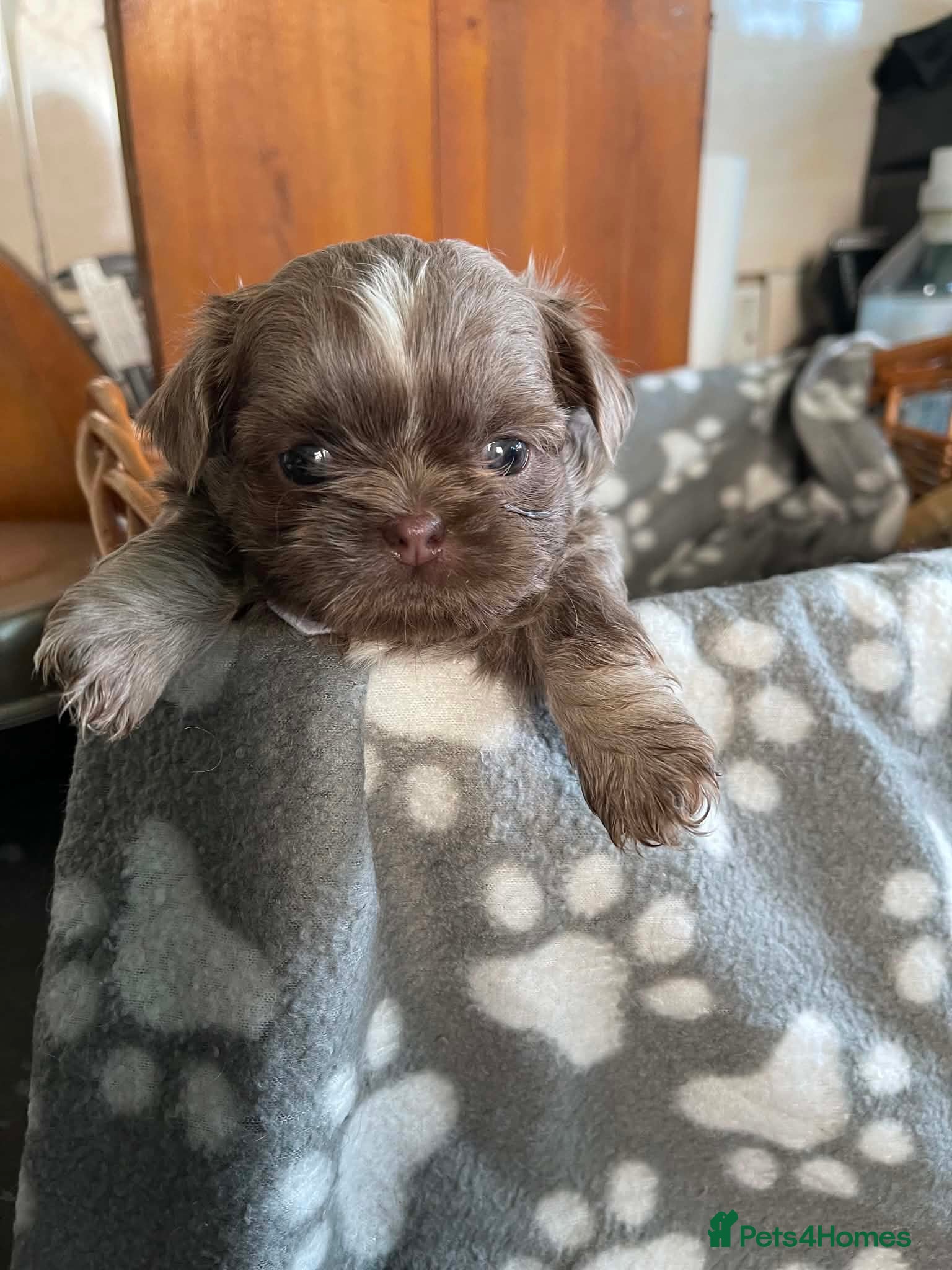 Shih Tzu dogs Imperial dobie shih tzu - Advert 1