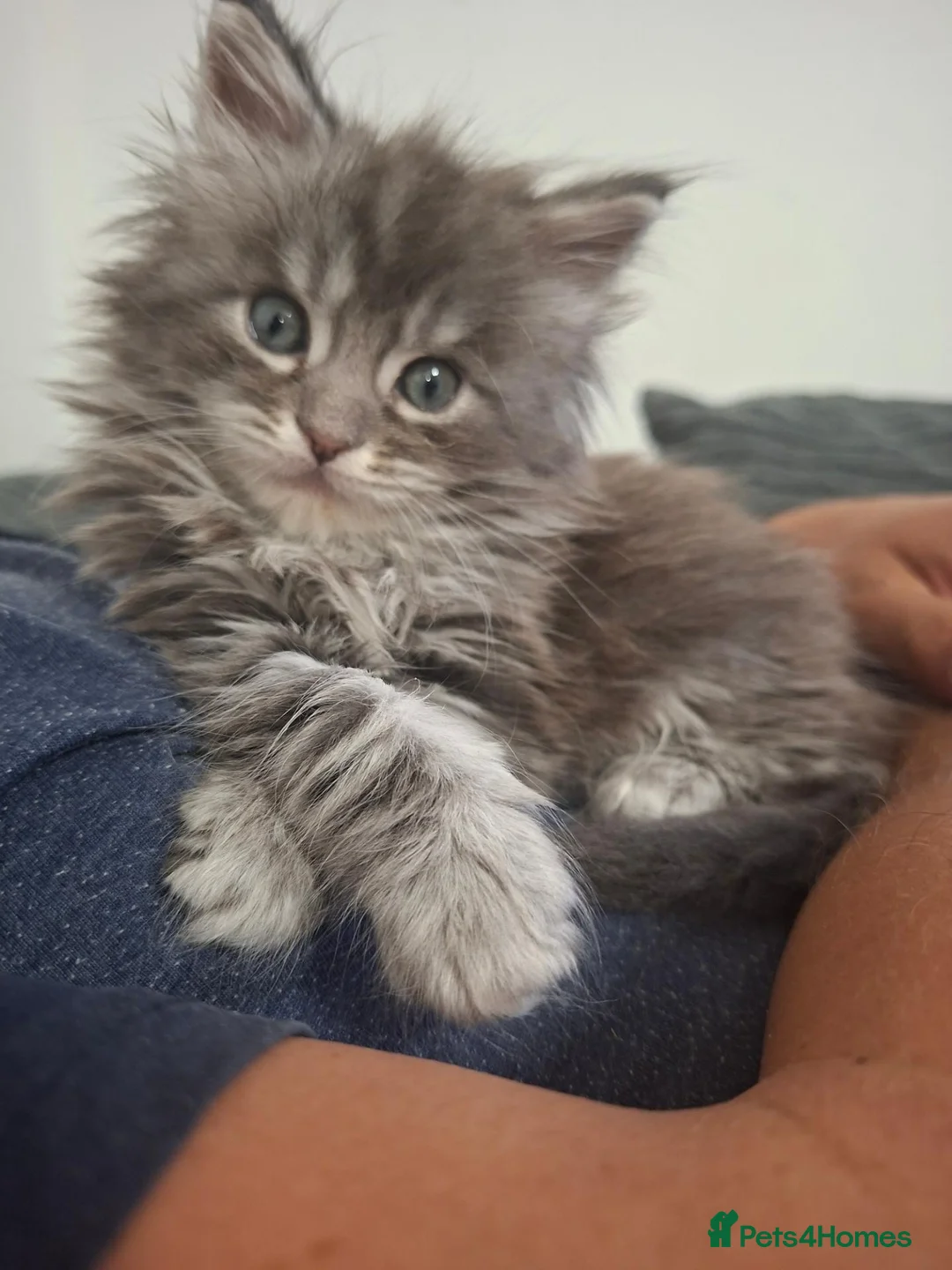 Maine Coon cats for sale: Beautiful boy for sale in Portsmouth - Advert 2
