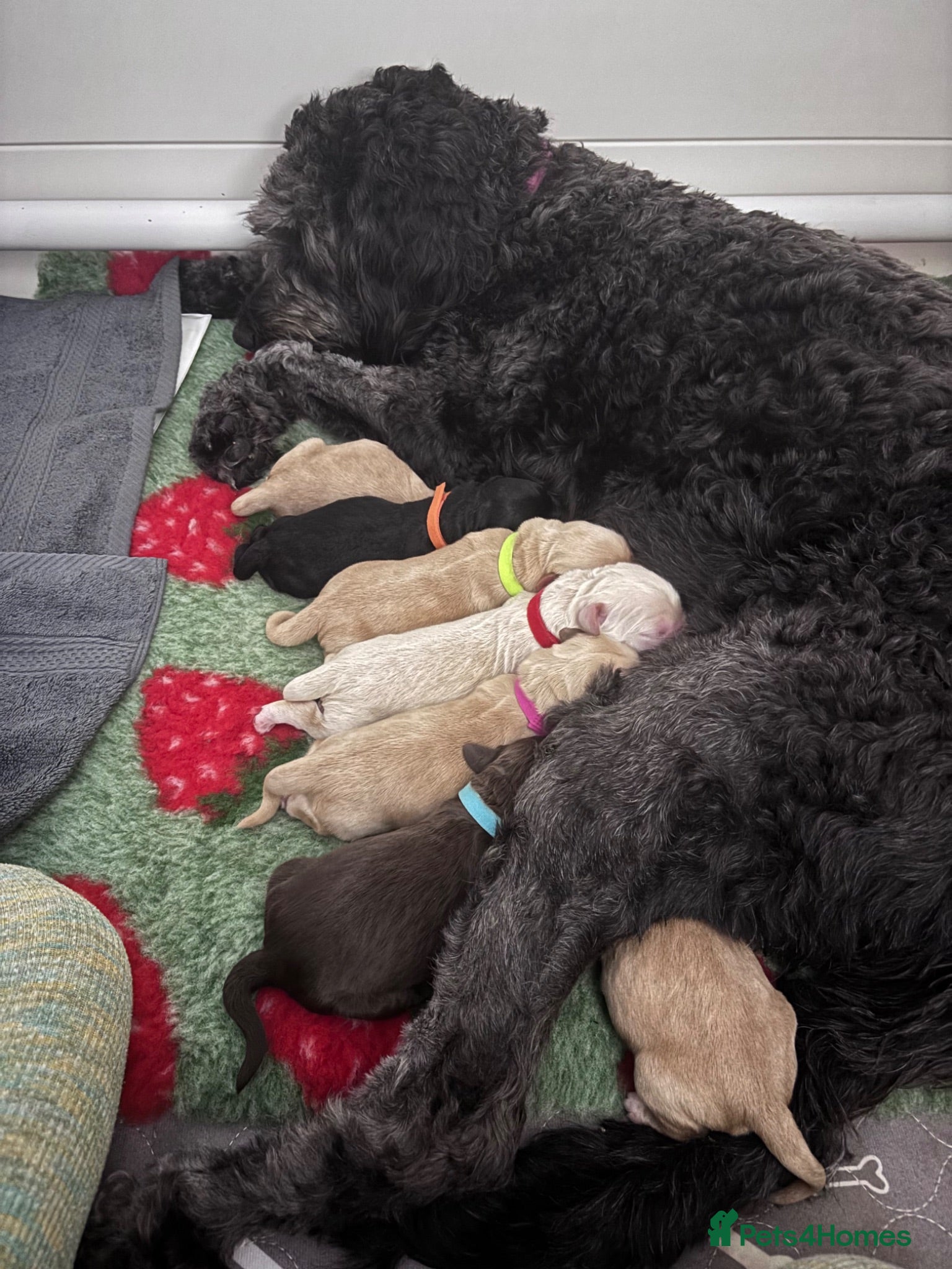 Mixed Breed dogs Gorgeous Ultimate Doodles - Advert 1