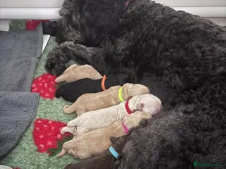Mixed Breed dogs Gorgeous Ultimate Doodles - Advert 1