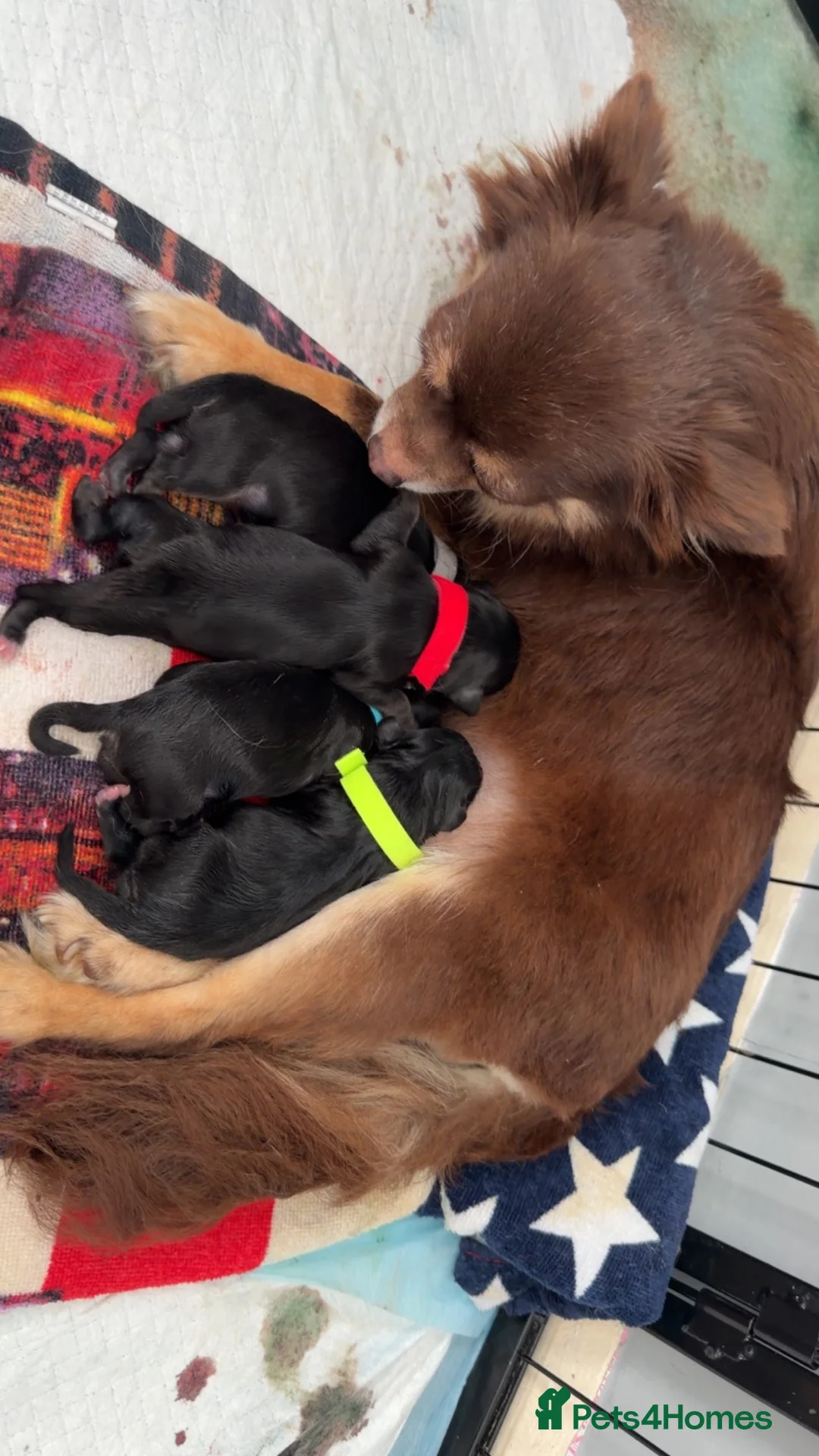 Pomchi dogs for sale: Pomchi puppies for sale in Jarrow - Advert 2