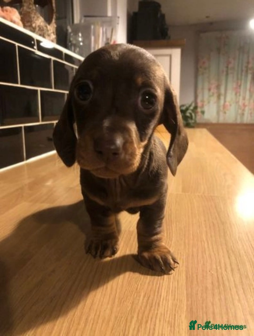 Miniature Dachshund dogs for sale: KC registered**Chocolate and tan**mini dachshunds  - Advert 6