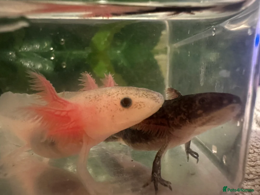 Axolotl reptiles for sale: Baby axolotls  - Advert 7