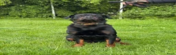 Rottweiler dogs for stud: KC Rottweiler Stud Available  - Advert 2