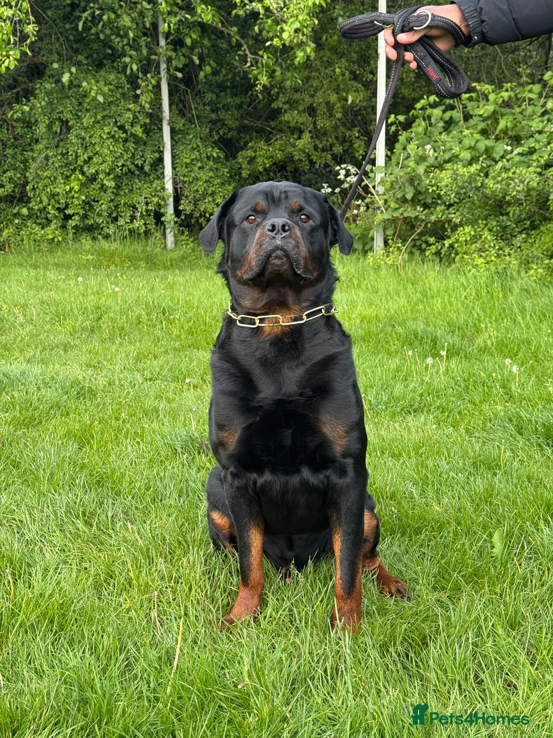Rottweiler dogs for stud: KC Rottweiler Stud Available  - Advert 2