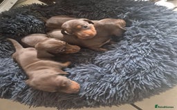 Miniature Dachshund dogs for sale: Minature smooth haired Dachshunds - Image 8
