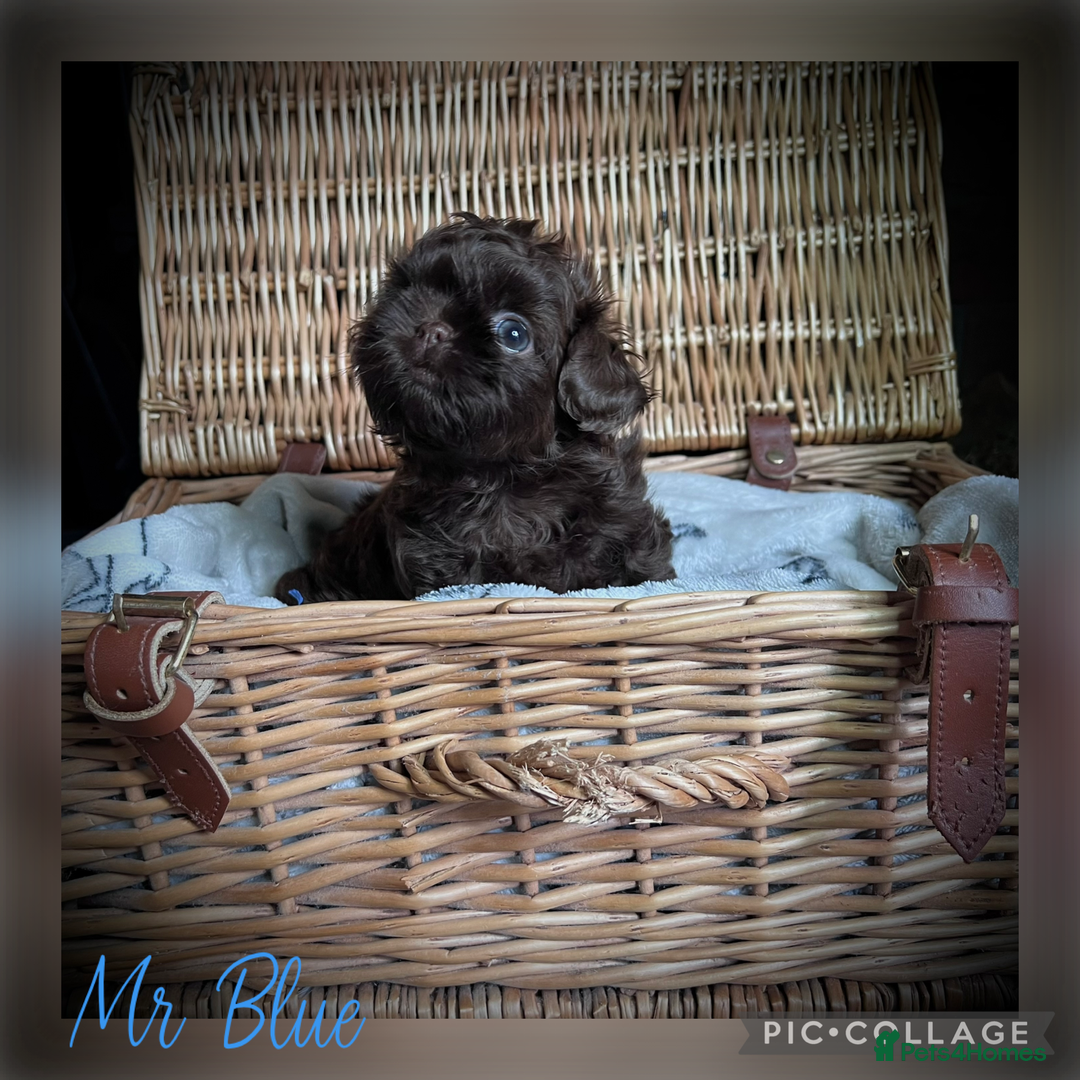 Shih Tzu dogs for sale: Stunning KC chocolate imperial Shihtzu puppies - Image 9