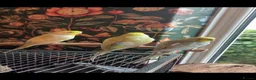 Budgerigars birds for sale: 3 rainbow budgies for sale  in Appleby-in-Westmorland - Advert 1
