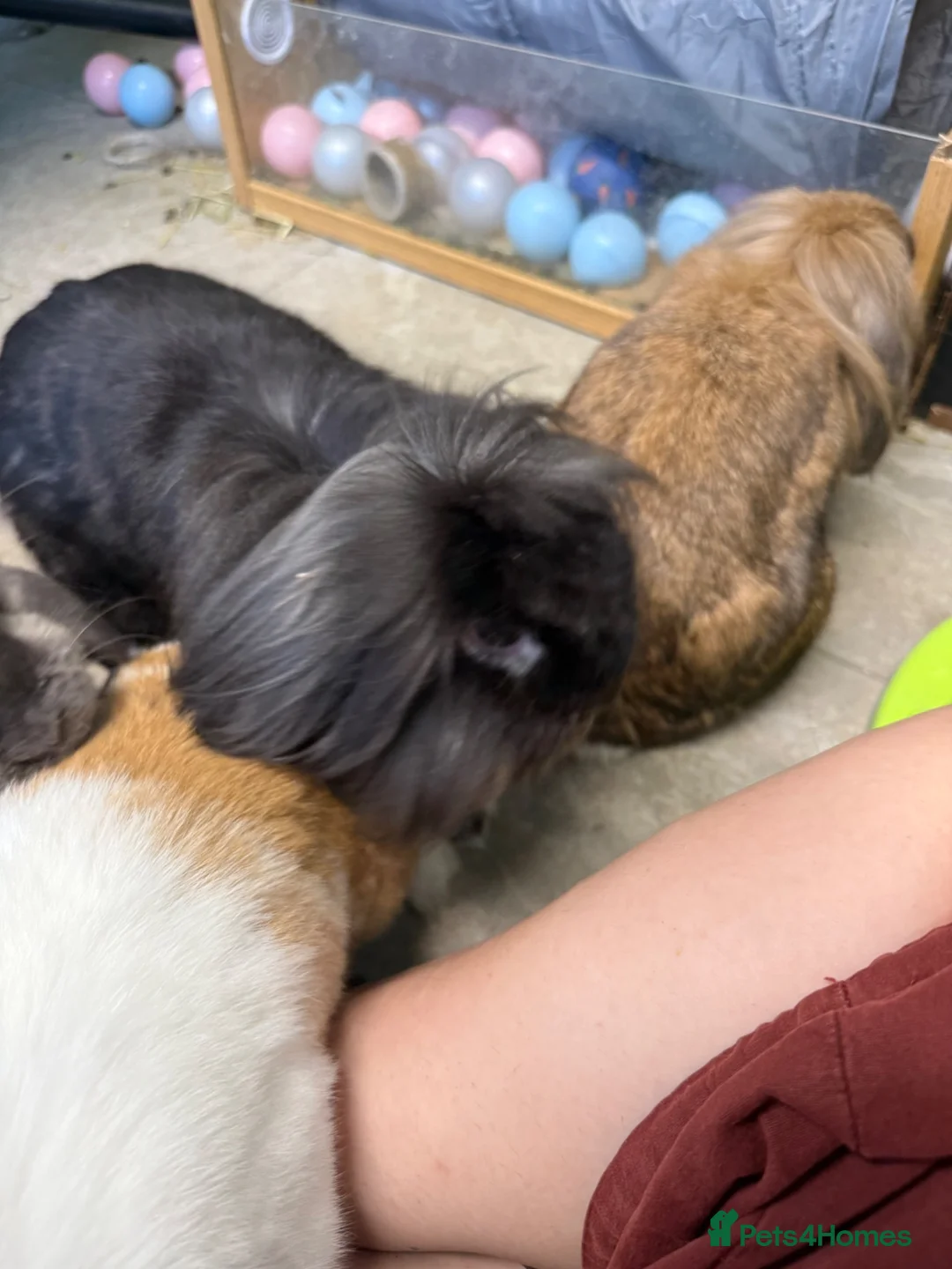 Mini Lop rabbits for sale: 5 bunnies for sale - 3 mini lops, 2 mini lion lops - Advert 2