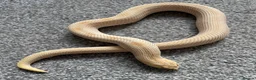 Snake reptiles for sale: Albino Hognose Snake - Advert 6