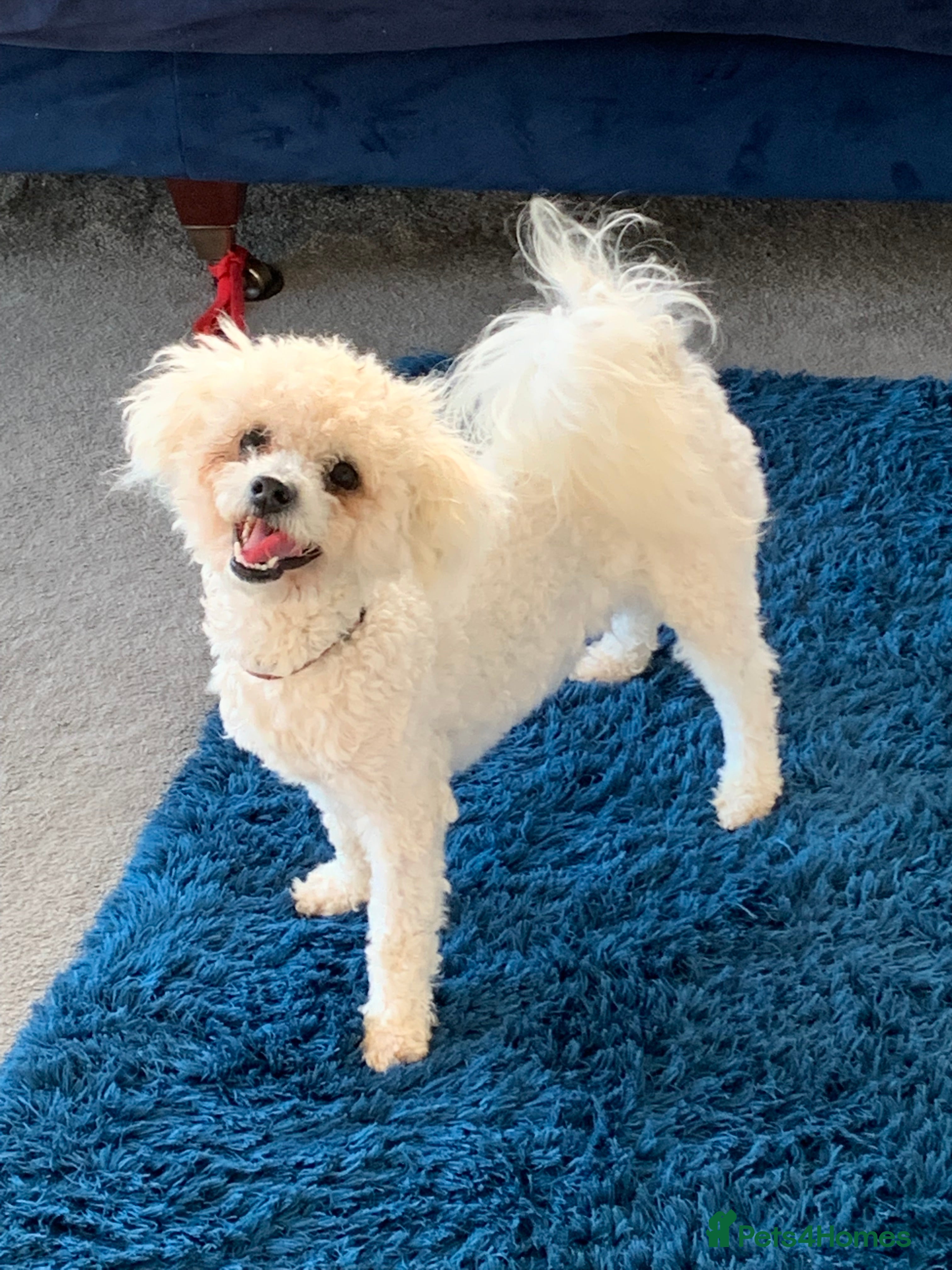 Bichon Frise dogs Sid the KC Registered Bichon Frisé is up for Stud! - Advert 5