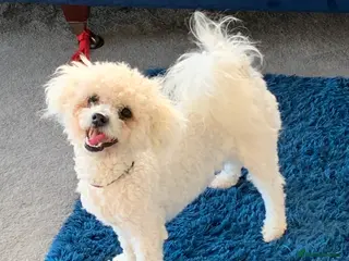 Bichon Frise dogs Sid the KC Registered Bichon Frisé is up for Stud! - Advert 5