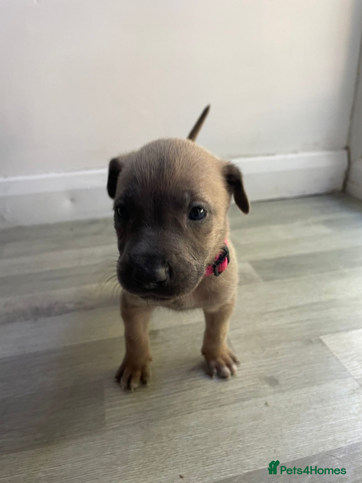 Mixed Breed dogs Belgium malinios x cane corso mix - Advert 2