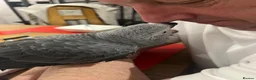 Parrots birds for sale: Hand reared African grey (female)  - Advert 4