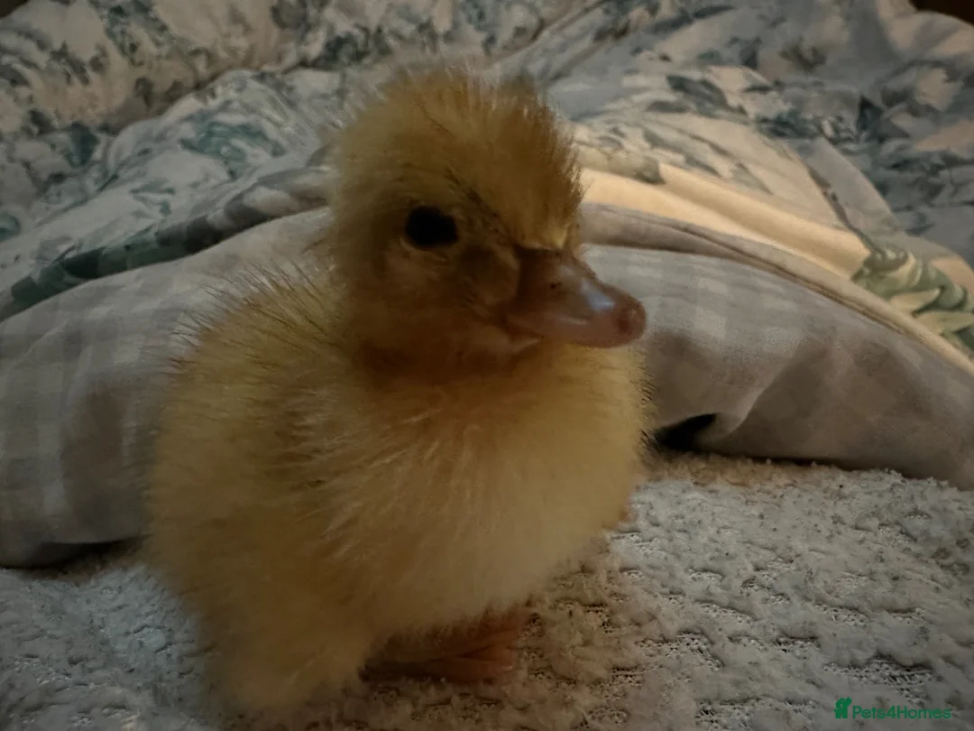 Ducks poultry for sale: Abacot Call Ducks - Advert 2