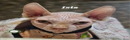 Sphynx cats for sale: Adorable Canadian Sphynx – Champion line - Advert 33