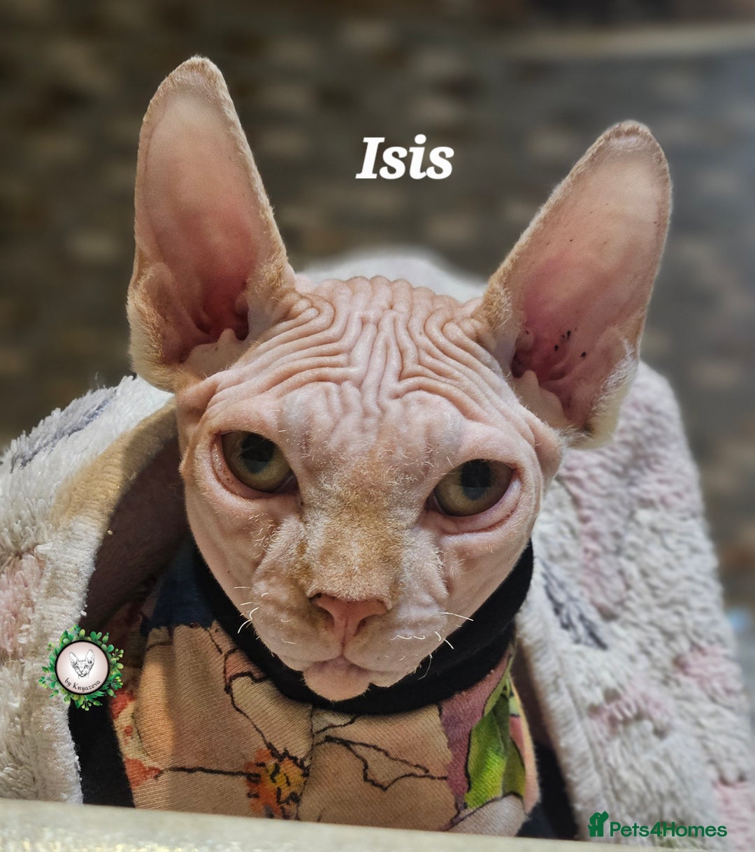 Sphynx cats for sale: Adorable Canadian Sphynx – Champion line - Advert 33