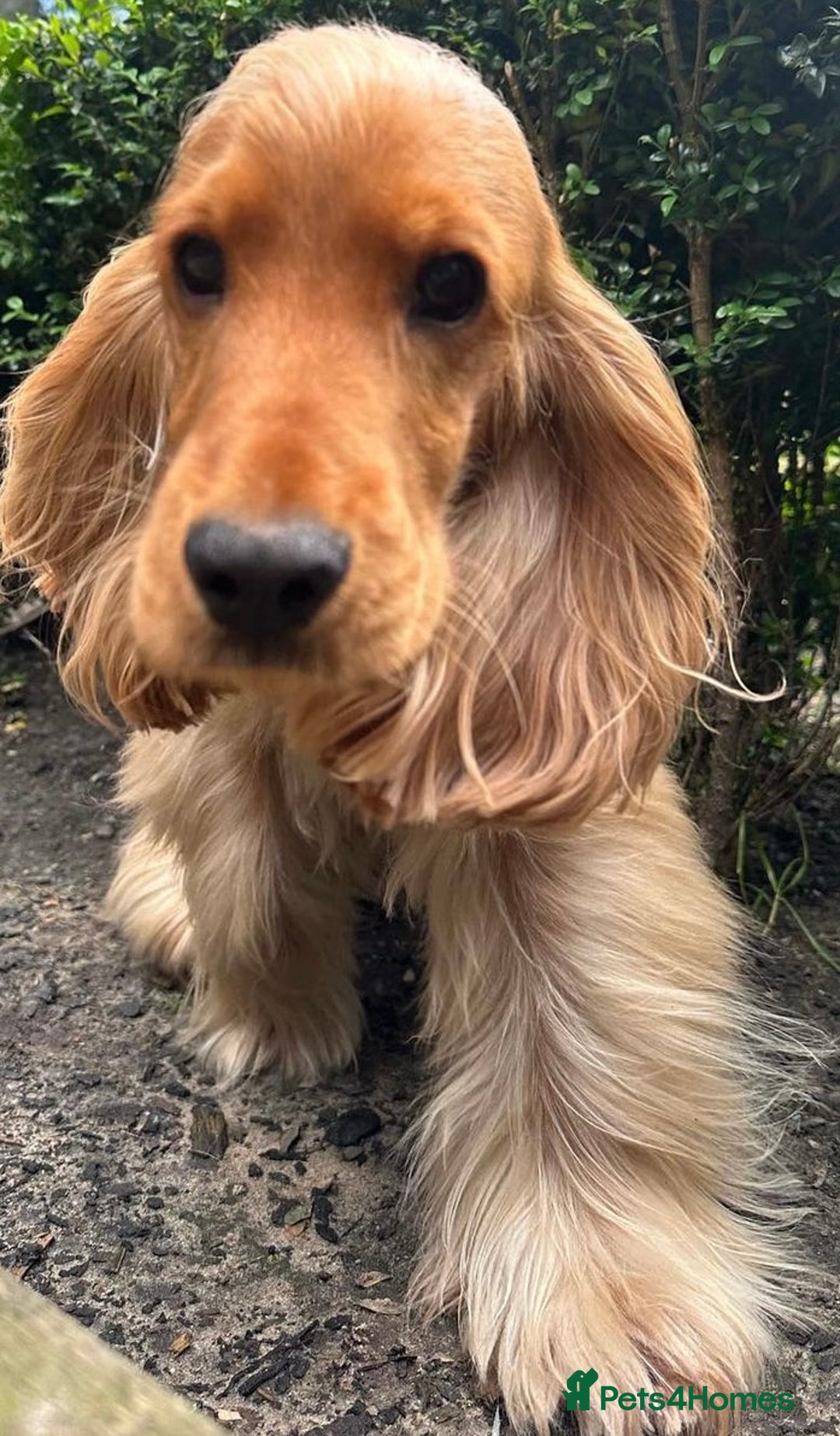 Cocker Spaniel dogs for sale: Exceptional Golden KC Show Cocker Spaniels in Chepstow - Image 8