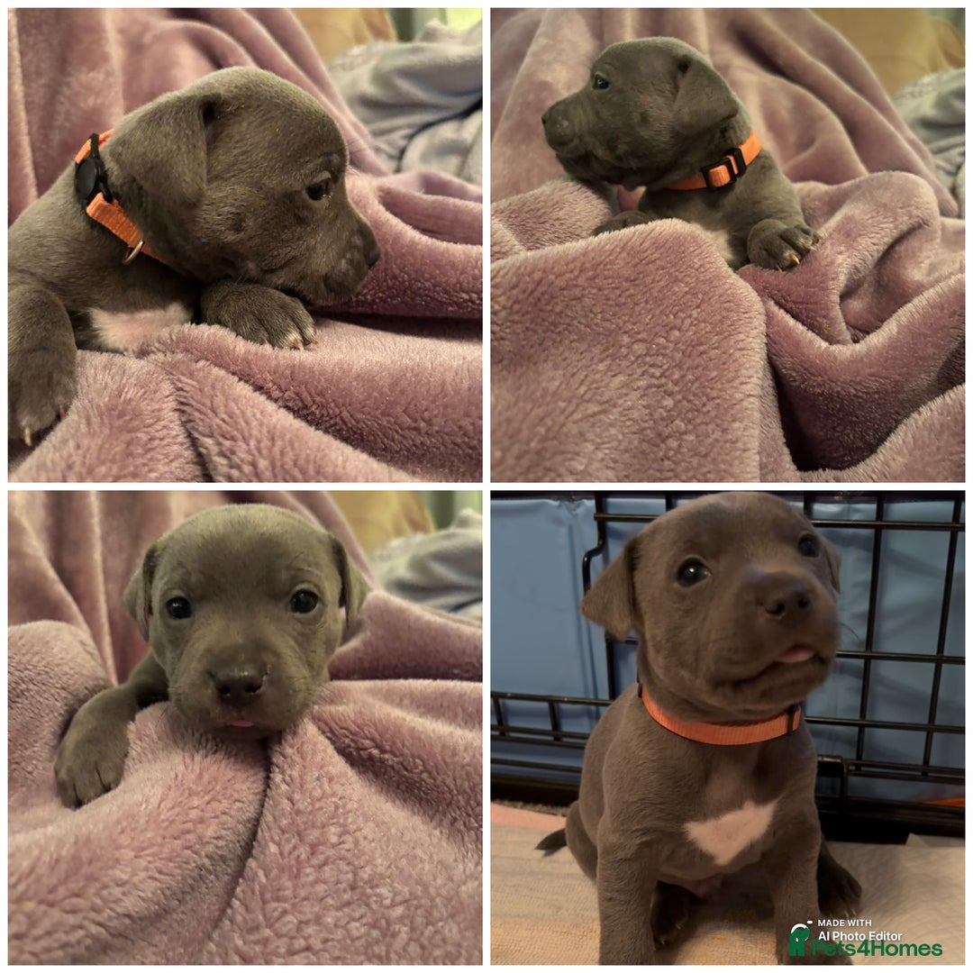 Staffordshire Bull Terrier dogs for sale: Staffordshire Bull Terrier puppies  - Advert 16