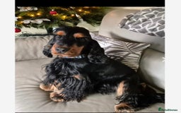 Cocker Spaniel dogs for sale: 🏅kc registered show type cocker puppy🏅 - Image 8