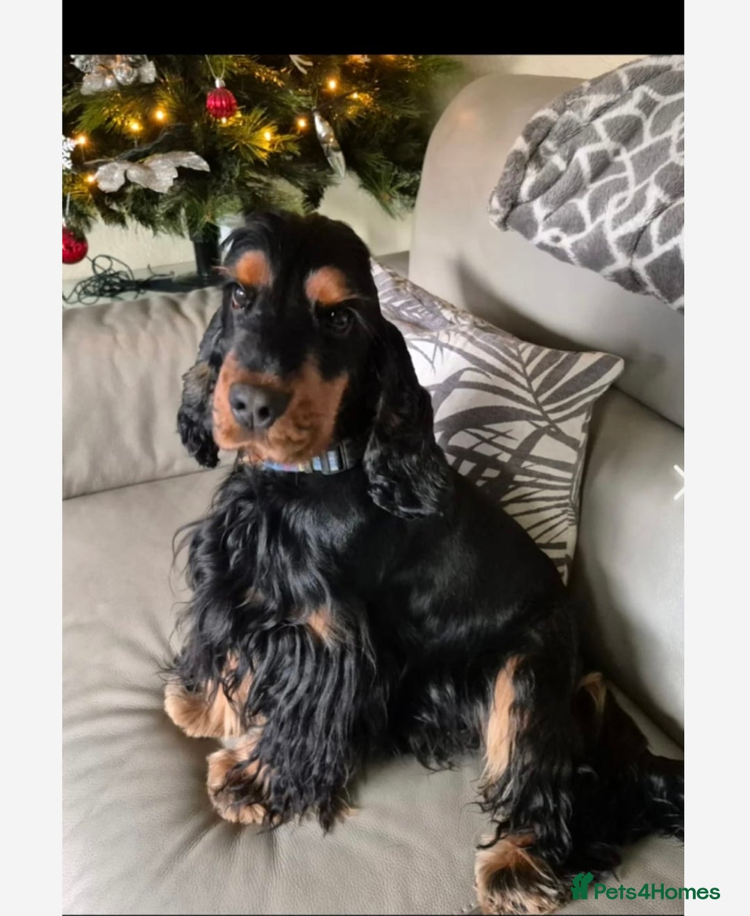 Cocker Spaniel dogs for sale: 🏅kc registered show type cocker puppy🏅 - Image 8